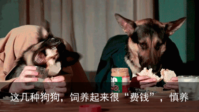 这几种狗狗，饲养起来很“费钱”，慎养