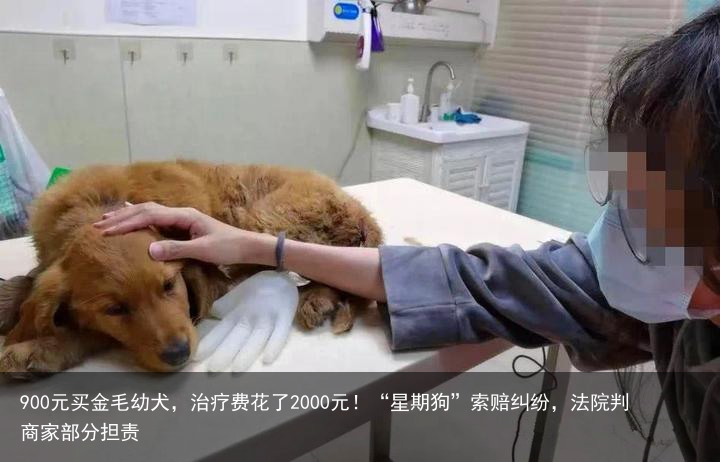 900元买金毛幼犬，治疗费花了2000元！“星期狗”索赔纠纷，法院判商家部分担责