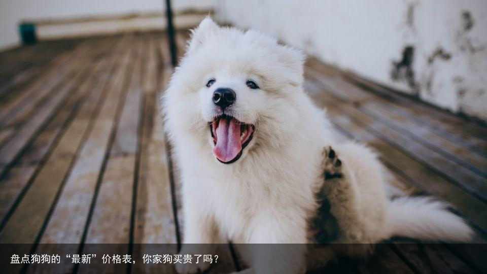盘点狗狗的“最新”价格表，你家狗买贵了吗？