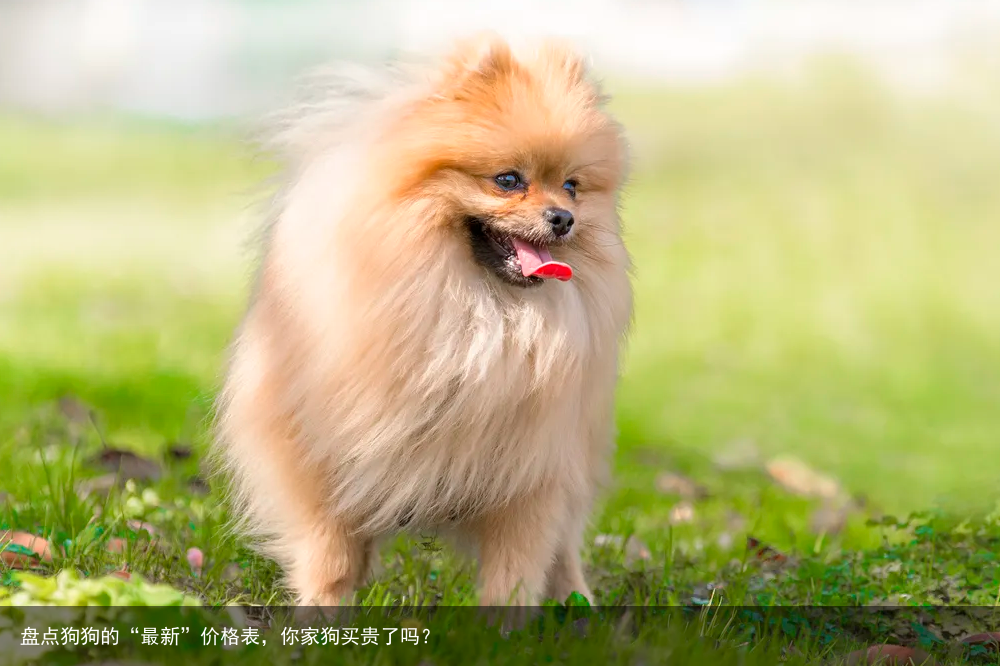 盘点狗狗的“最新”价格表，你家狗买贵了吗？