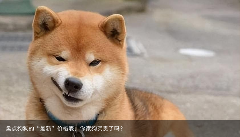 盘点狗狗的“最新”价格表，你家狗买贵了吗？