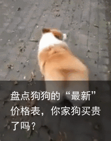 盘点狗狗的“最新”价格表，你家狗买贵了吗？