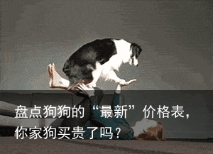 盘点狗狗的“最新”价格表，你家狗买贵了吗？