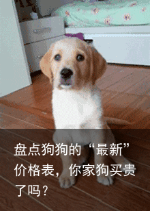 盘点狗狗的“最新”价格表，你家狗买贵了吗？