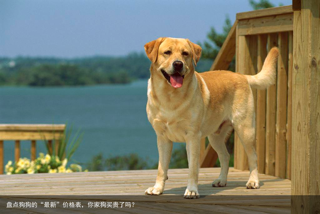 盘点狗狗的“最新”价格表，你家狗买贵了吗？
