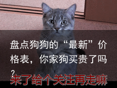 盘点狗狗的“最新”价格表，你家狗买贵了吗？