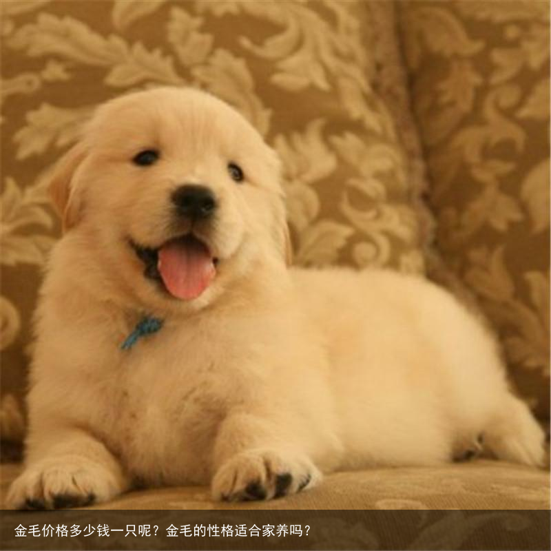 金毛价格多少钱一只呢？金毛的性格适合家养吗？
