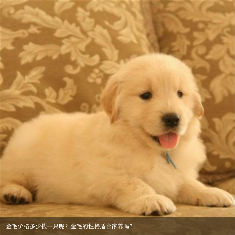 金毛价格多少钱一只呢？金毛的性格适合家养吗？