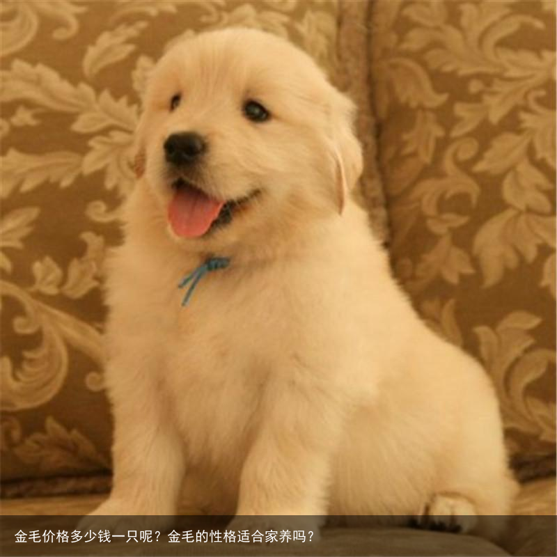 金毛价格多少钱一只呢？金毛的性格适合家养吗？