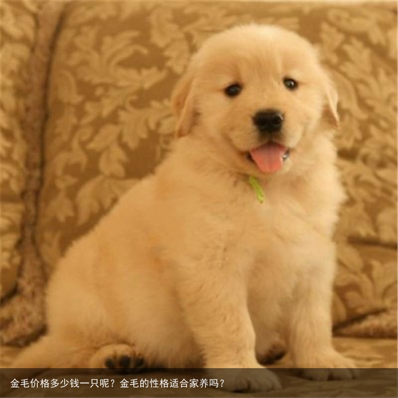 金毛价格多少钱一只呢？金毛的性格适合家养吗？