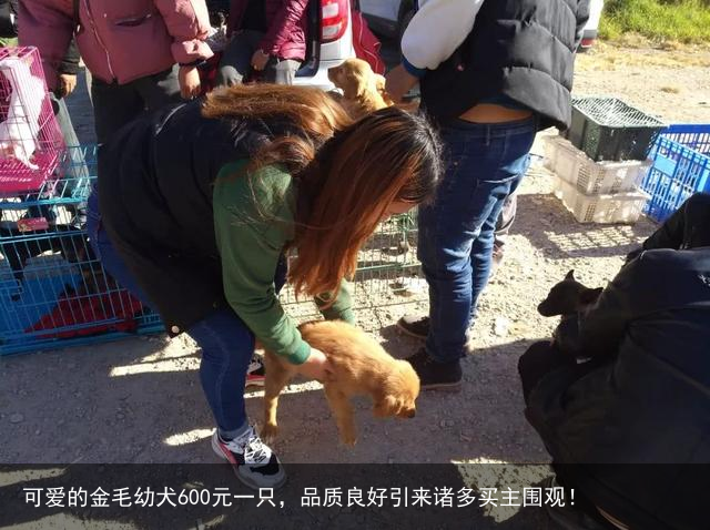 可爱的金毛幼犬600元一只，品质良好引来诸多买主围观！