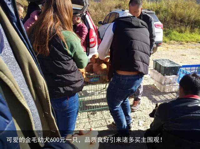 可爱的金毛幼犬600元一只，品质良好引来诸多买主围观！