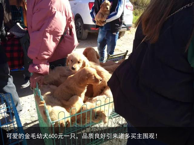 可爱的金毛幼犬600元一只，品质良好引来诸多买主围观！
