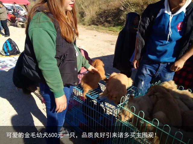 可爱的金毛幼犬600元一只，品质良好引来诸多买主围观！
