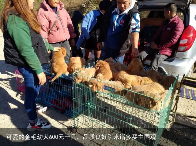 可爱的金毛幼犬600元一只，品质良好引来诸多买主围观！