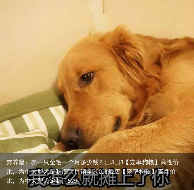穷养篇：养一只金毛一个月多少钱？
