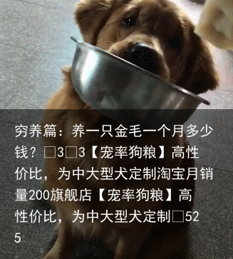 穷养篇：养一只金毛一个月多少钱？