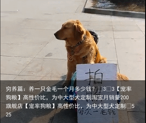 穷养篇：养一只金毛一个月多少钱？
