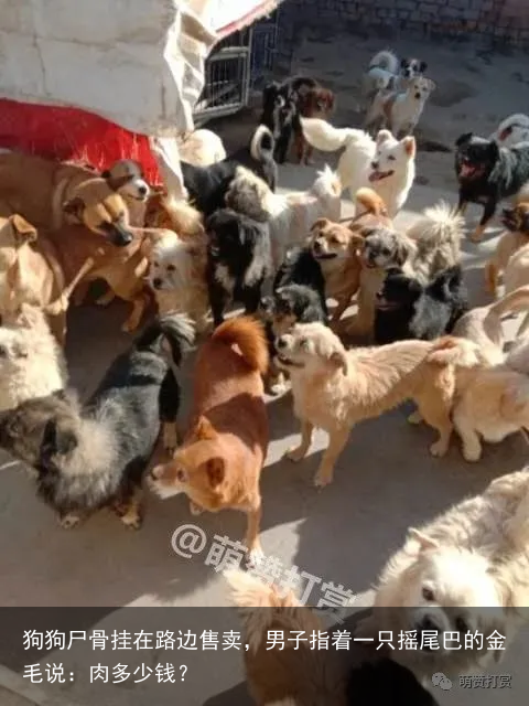狗狗尸骨挂在路边售卖，男子指着一只摇尾巴的金毛说：肉多少钱？