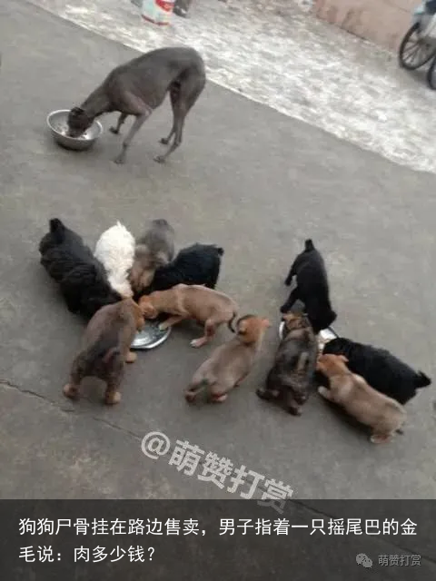狗狗尸骨挂在路边售卖，男子指着一只摇尾巴的金毛说：肉多少钱？