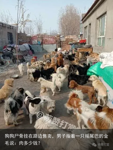狗狗尸骨挂在路边售卖，男子指着一只摇尾巴的金毛说：肉多少钱？