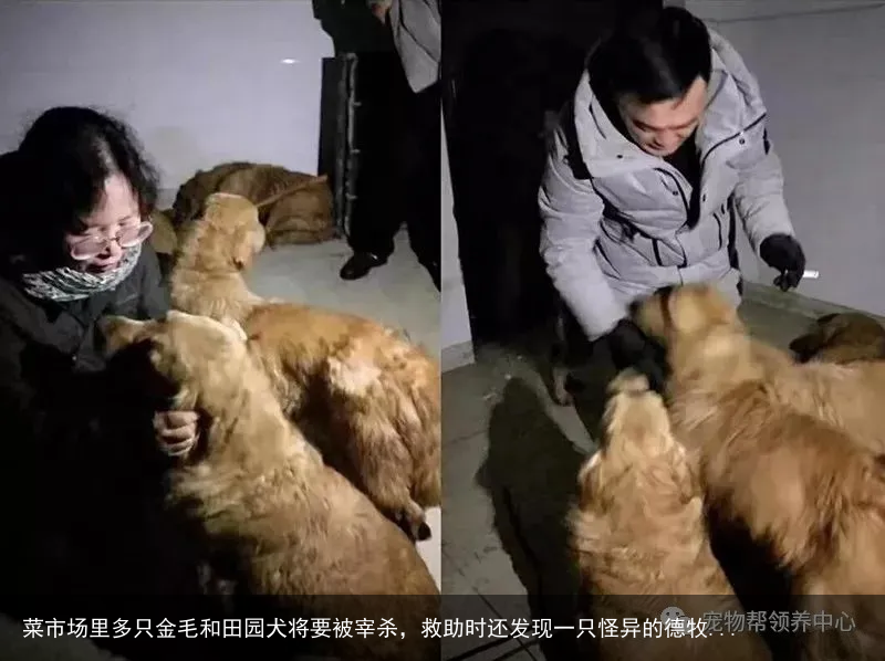 菜市场里多只金毛和田园犬将要被宰杀，救助时还发现一只怪异的德牧...