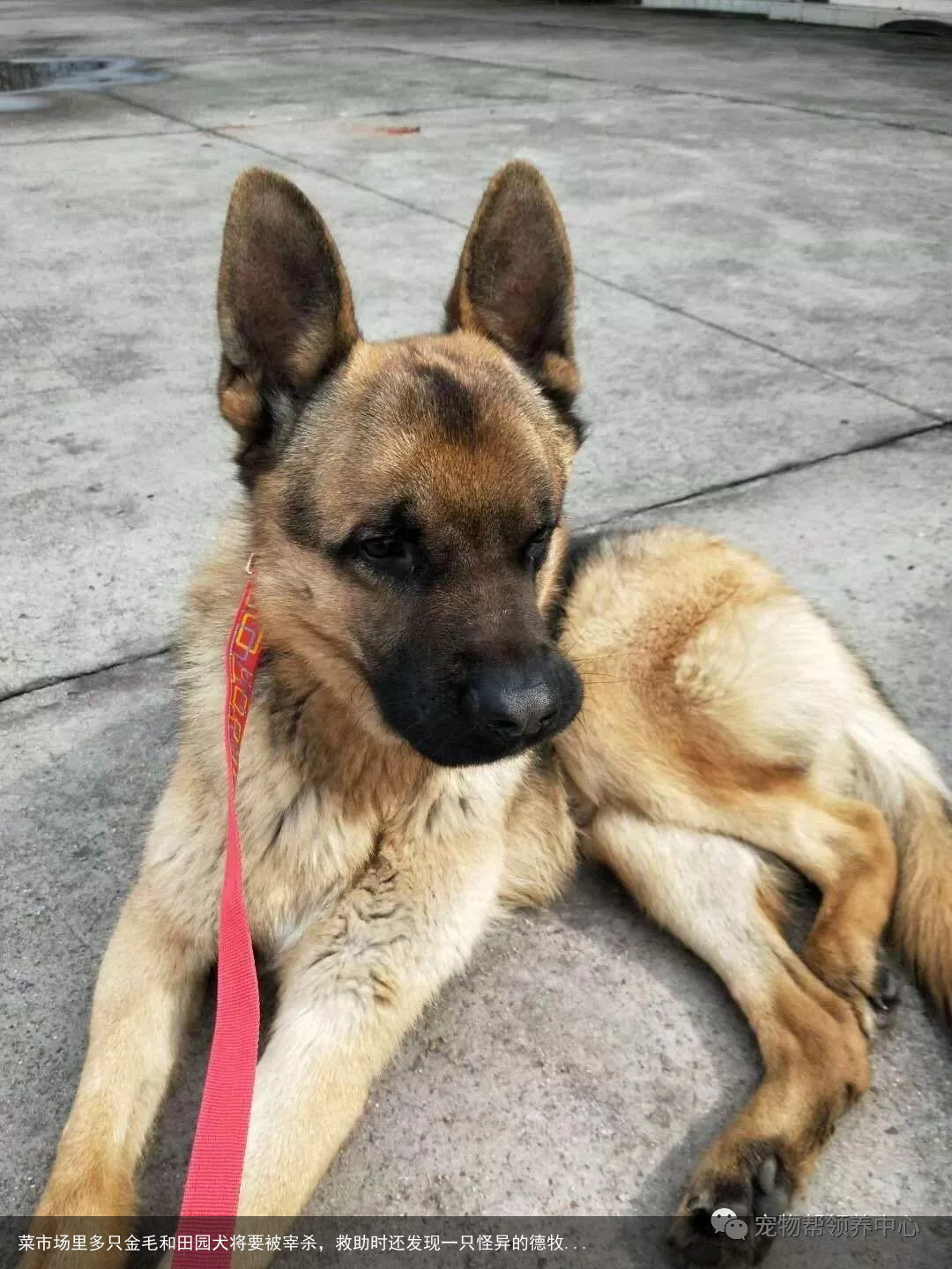菜市场里多只金毛和田园犬将要被宰杀，救助时还发现一只怪异的德牧...