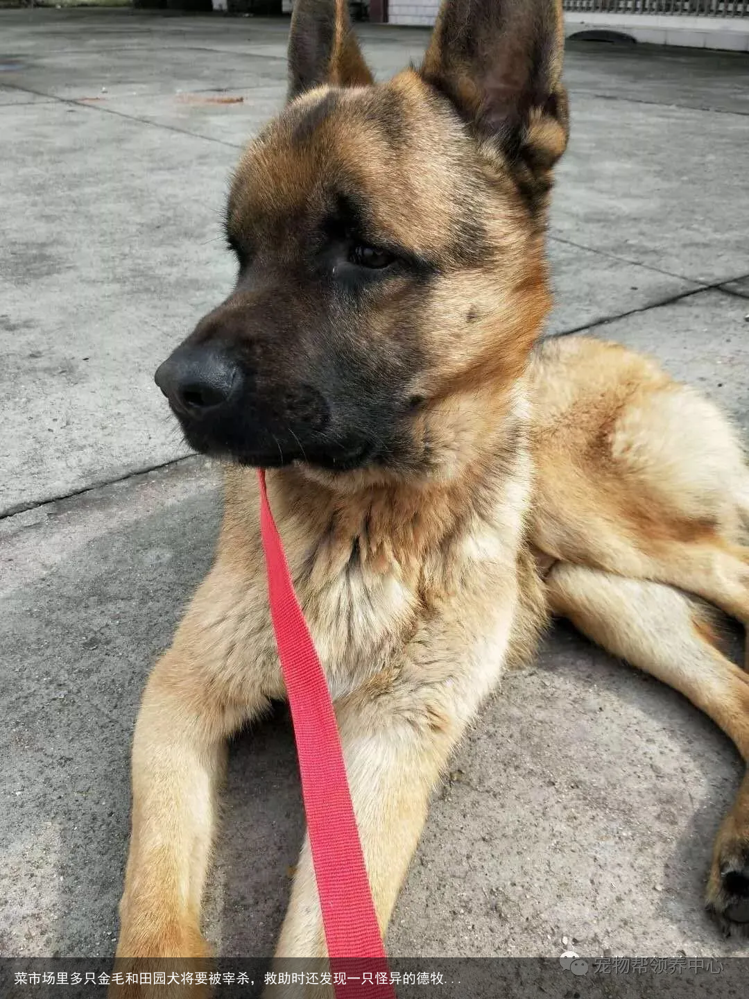 菜市场里多只金毛和田园犬将要被宰杀，救助时还发现一只怪异的德牧...