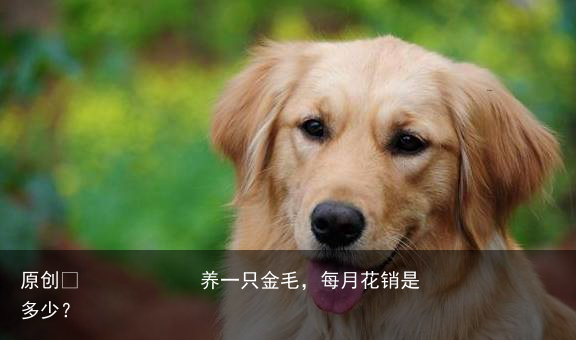 养一只金毛，每月花销是多少？