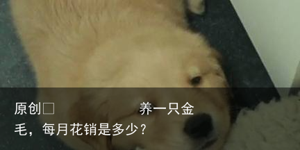 养一只金毛，每月花销是多少？