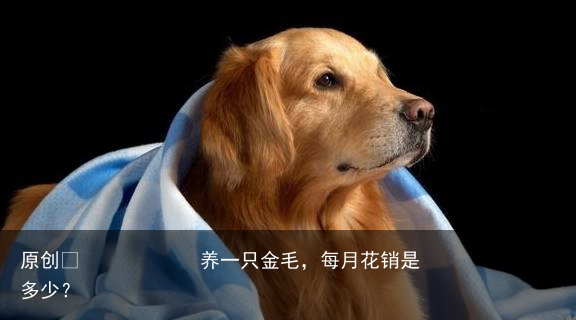 养一只金毛，每月花销是多少？