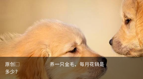 养一只金毛，每月花销是多少？