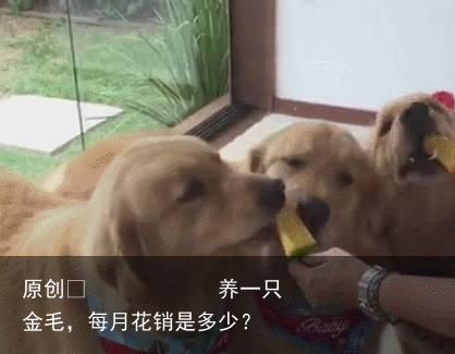 养一只金毛，每月花销是多少？