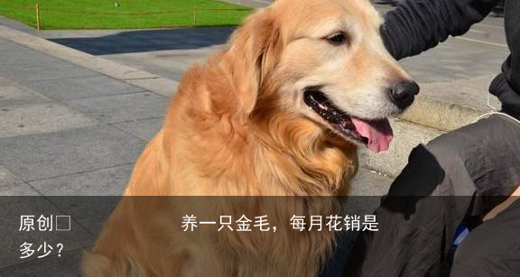 养一只金毛，每月花销是多少？