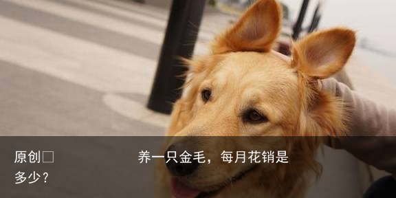养一只金毛，每月花销是多少？