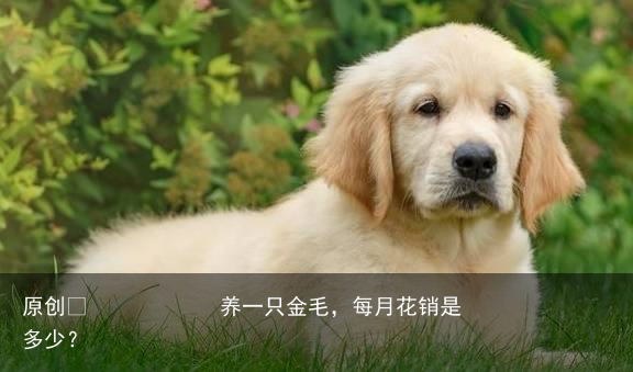 养一只金毛，每月花销是多少？