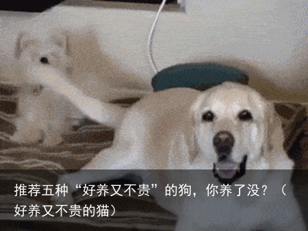 推荐五种“好养又不贵”的狗，你养了没？（好养又不贵的猫）