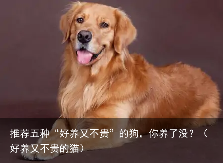 推荐五种“好养又不贵”的狗，你养了没？（好养又不贵的猫）