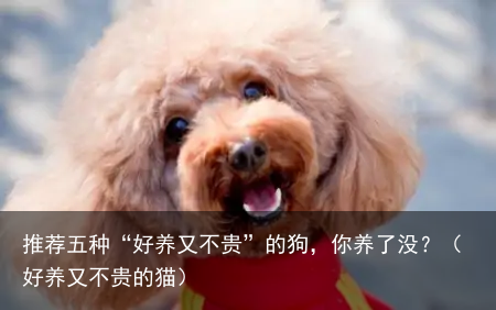 推荐五种“好养又不贵”的狗，你养了没？（好养又不贵的猫）