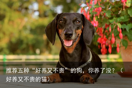 推荐五种“好养又不贵”的狗，你养了没？（好养又不贵的猫）