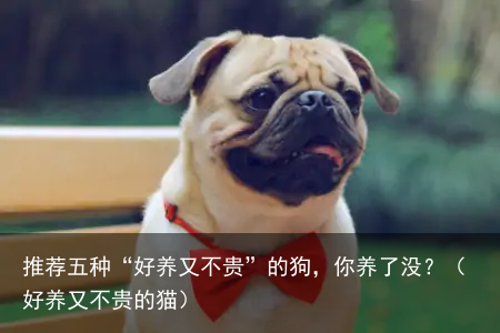 推荐五种“好养又不贵”的狗，你养了没？（好养又不贵的猫）