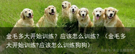 金毛多大开始训练？应该怎么训练？（金毛多大开始训练?应该怎么训练狗狗）