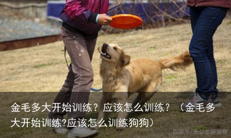 金毛多大开始训练？应该怎么训练？（金毛多大开始训练?应该怎么训练狗狗）