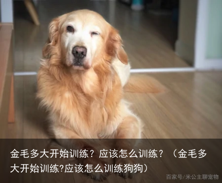 金毛多大开始训练？应该怎么训练？（金毛多大开始训练?应该怎么训练狗狗）