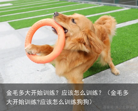 金毛多大开始训练？应该怎么训练？（金毛多大开始训练?应该怎么训练狗狗）