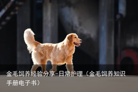 金毛饲养经验分享-日常护理（金毛饲养知识手册电子书）