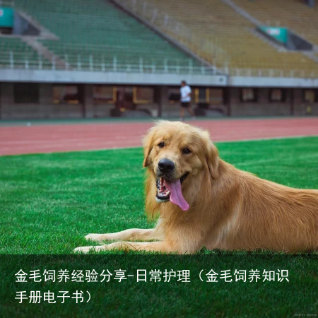 金毛饲养经验分享-日常护理（金毛饲养知识手册电子书）