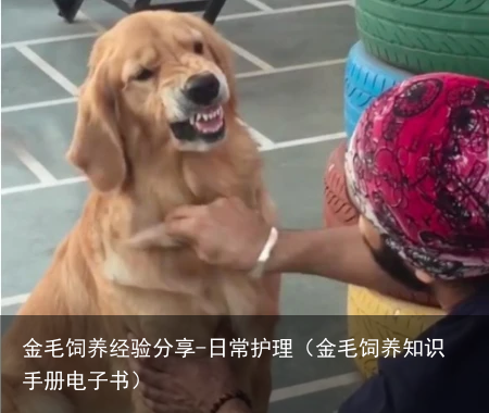 金毛饲养经验分享-日常护理（金毛饲养知识手册电子书）
