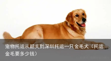 宠物托运从韶关到深圳托运一只金毛犬（托运金毛要多少钱）