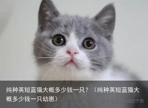 纯种英短蓝猫大概多少钱一只？（纯种英短蓝猫大概多少钱一只幼崽）